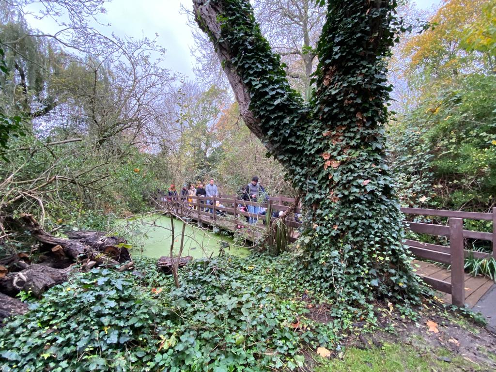 The walk winds along a boardwalk and past a huge tree.