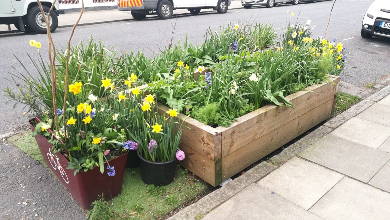 Parklet in a former parking space. Lots of flowers blooming, including yellow daffodils.