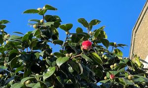 LTN news round-up #4